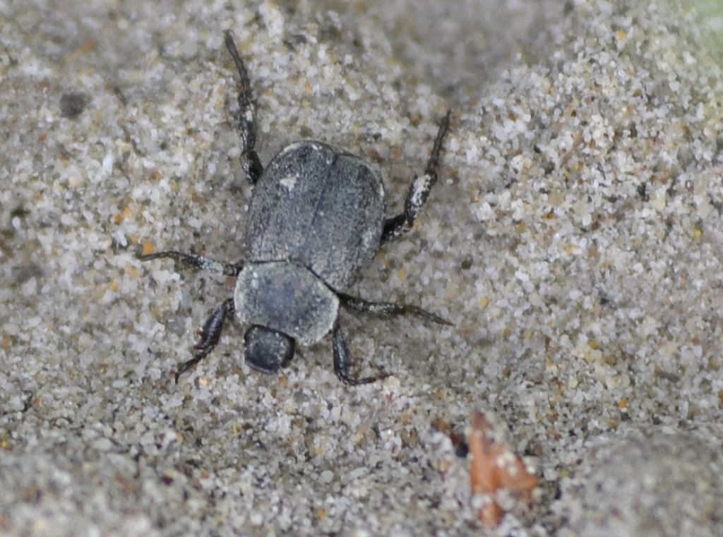 Hoplia sp.  (Rutelidae)